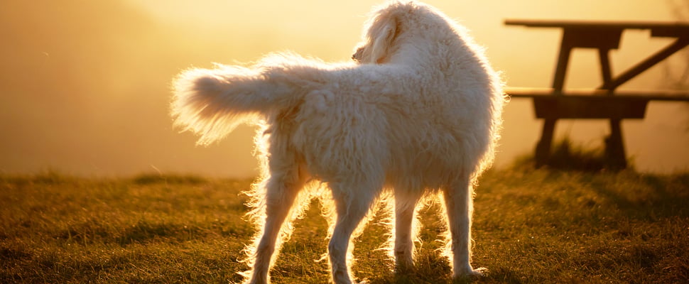 A labradoodle standing outdoors in golden hour by a picnic bench.