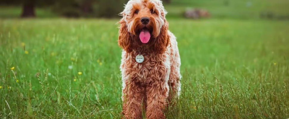 a cockapoo lamb cut haircut