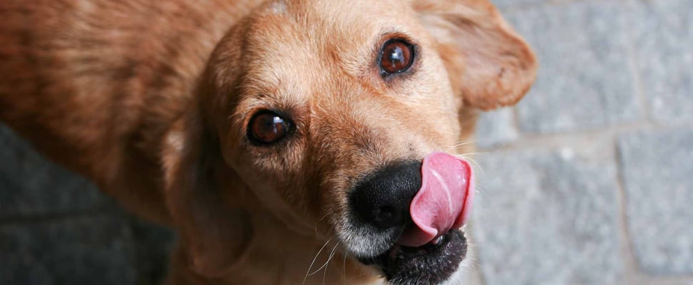 A dog licking its lips