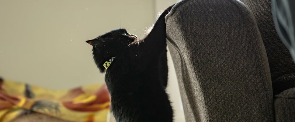 A black cat hanging on to a couch.