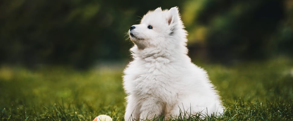 A puppy samoyed sitting on grass with a toy.
