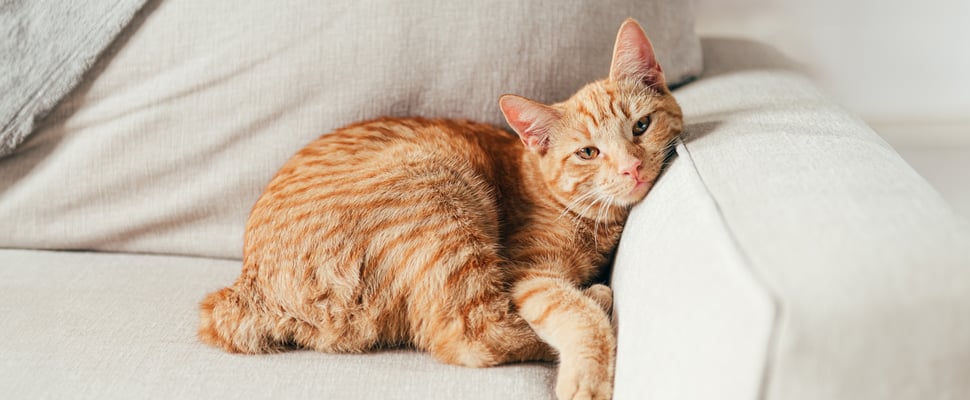 Ginger Manx cat lying on a cream couch
