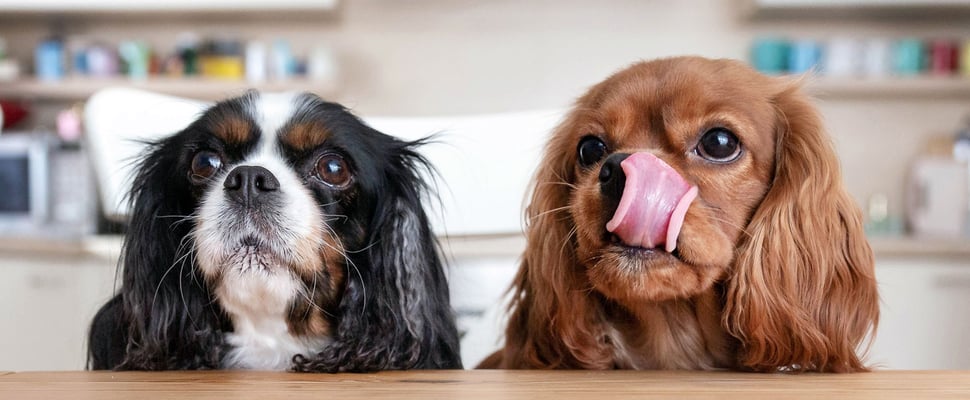 two cavalier king charles spaniels waiting patiently for a treat