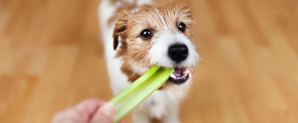 terrier eating celery stick from owners hand