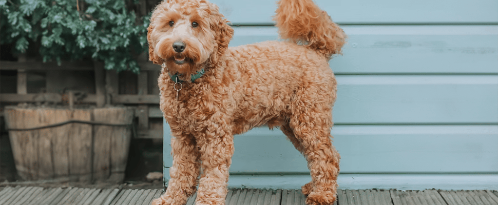 a cockapoo with a puppy cut and a cockapoo with a teddy bear cut