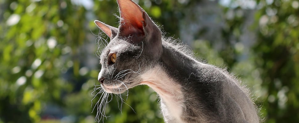 Grey Peterbald cat in sunshine