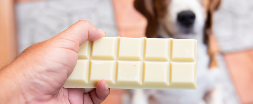 close up of white chocolate bar with a blurred dog in the background
