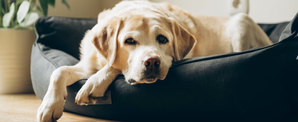 Golden labrador lying on a black dog bed inside