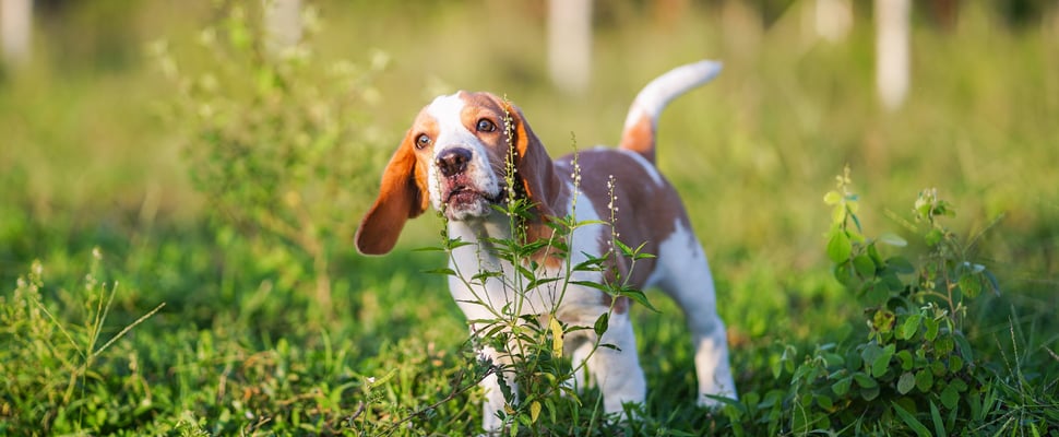 A beagle barking in a field.