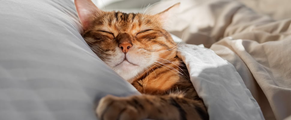 A bengal cat laying down in bed.