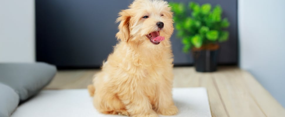 maltipoo sitting on mat with tongue out