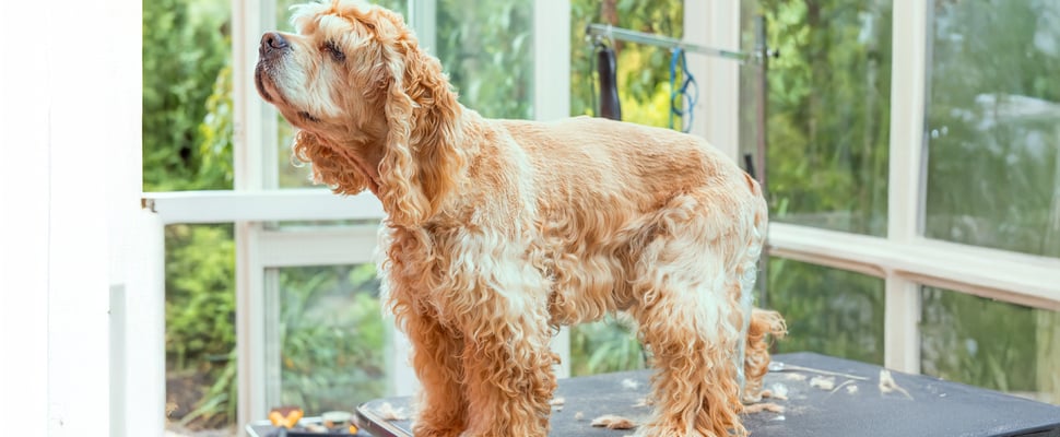 Golden Cocker spaniel on a grooming table standing