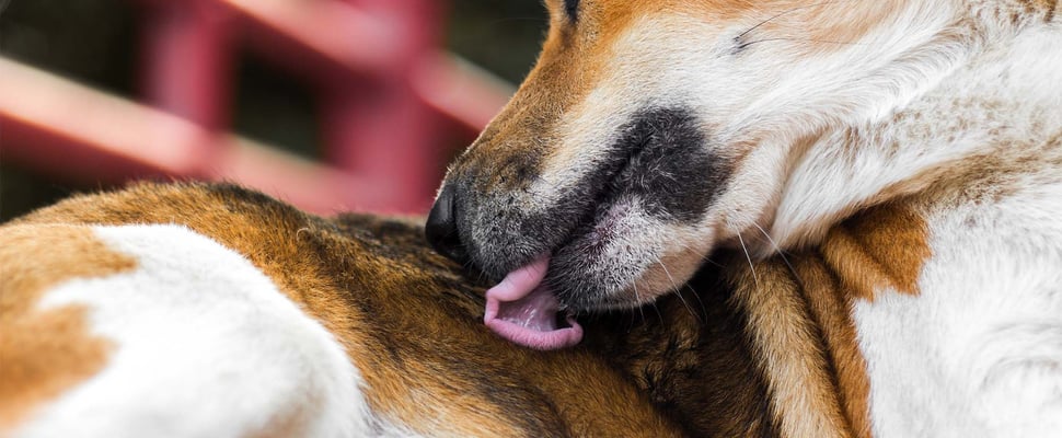 close up of dog licking