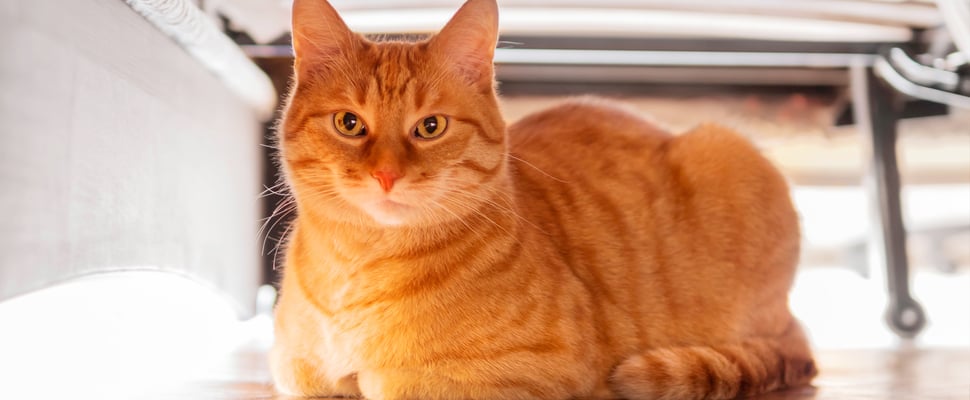 A ginger cat in a loaf position.