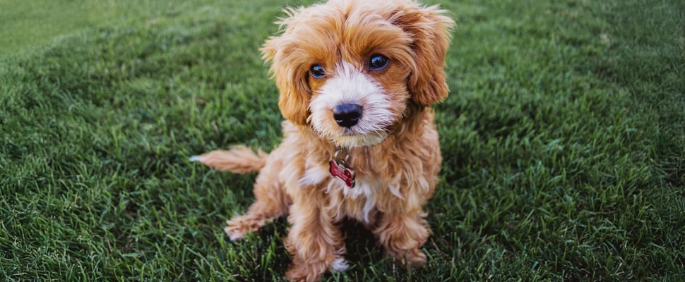 A puppy sitting on grass.