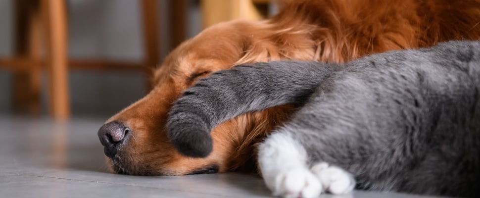 A labrador sleeping with a grey cat tail in his face.