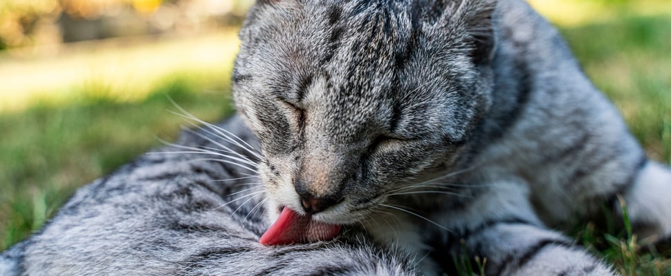 A striped grey cat licking his fur.