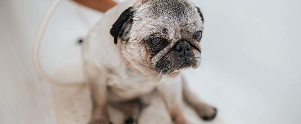 A Pug sitting in a bath.