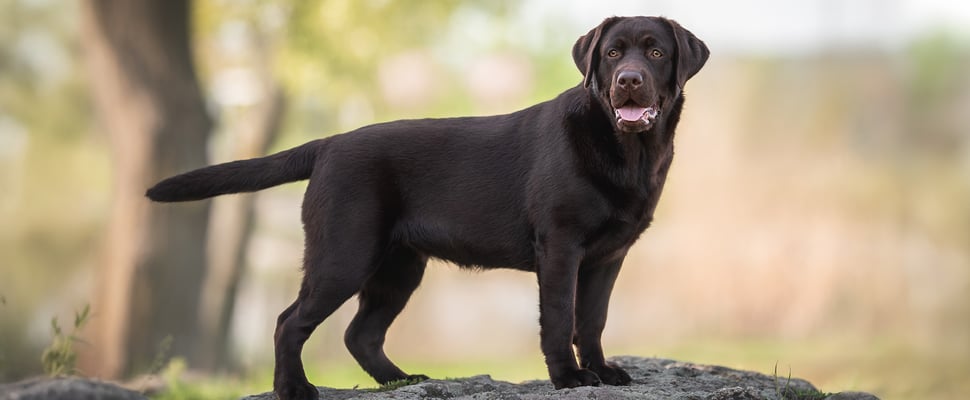 A brown labrador standing on a rock.