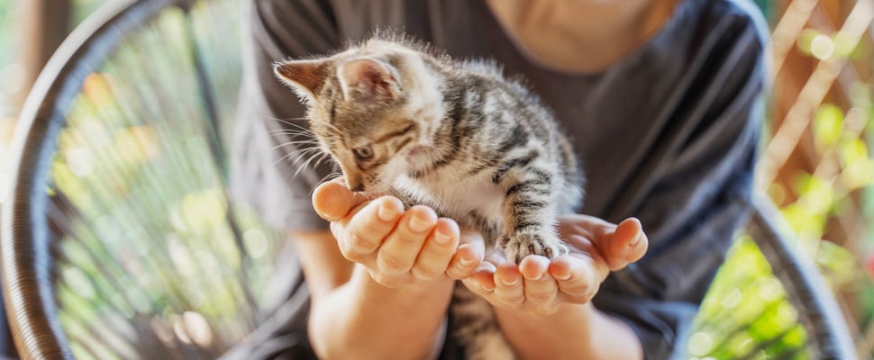 kitten sitting in hand of owner