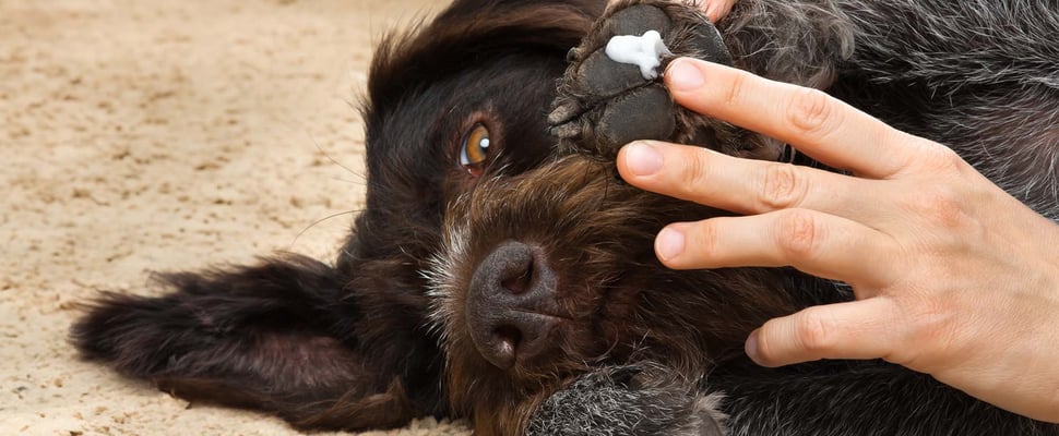 A dog with cream on its paw