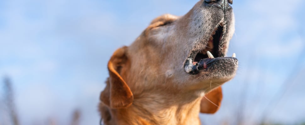 A dog howling.