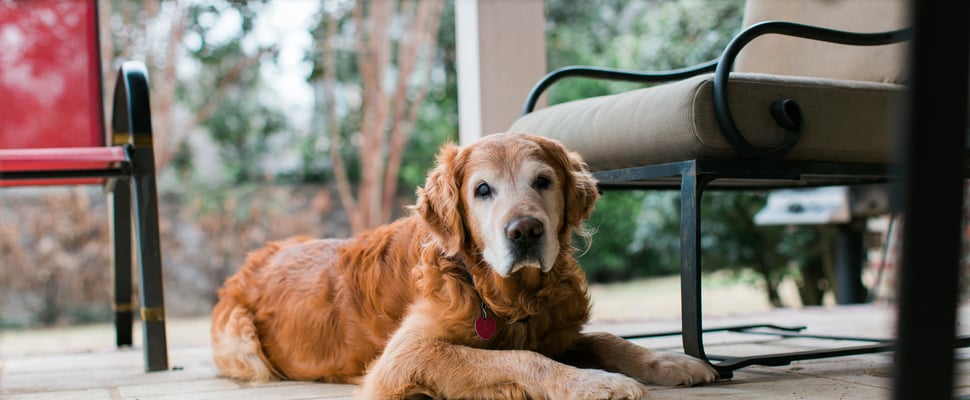 A senior Labrador laying down by a chair.