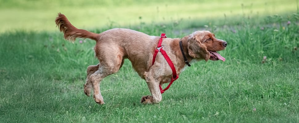 Cocker Spaniel with sport cut running on grass