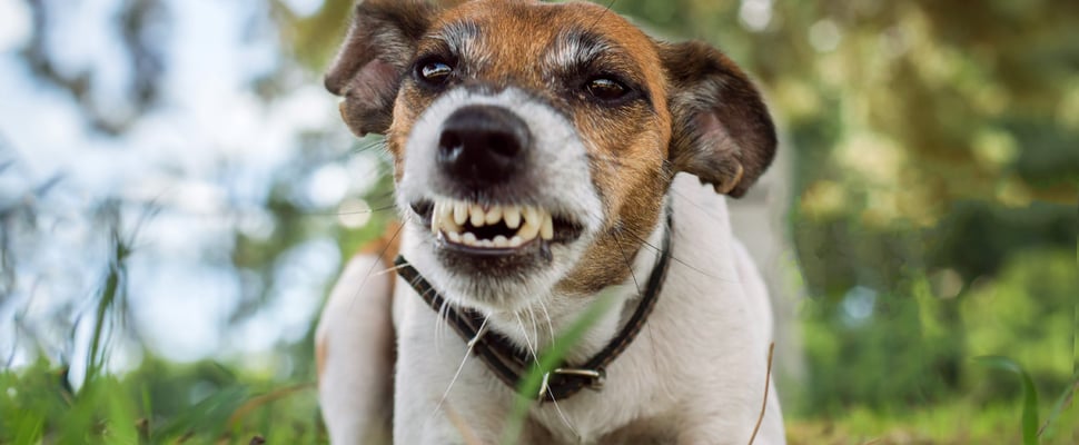 A jack russell baring his teeth outdoors.