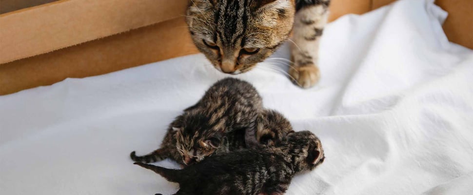 cat sniffing kittens