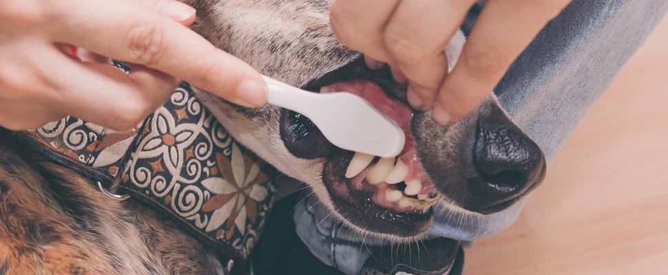 dog having teeth brushed