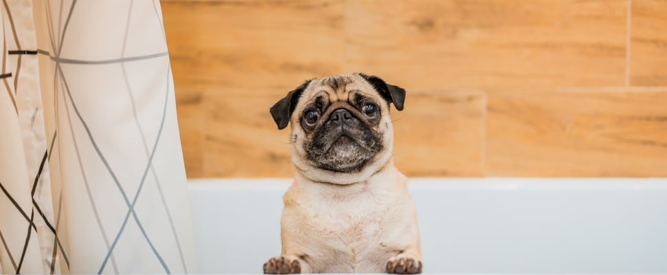 A Pug sticking out of a bath.