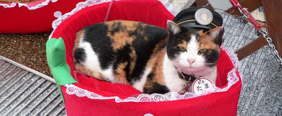 tama wearing her station master hat and sitting in a strawberry-shaped bed