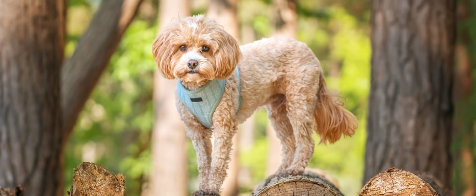A cavapoo wearing a blue harness standing on a log.