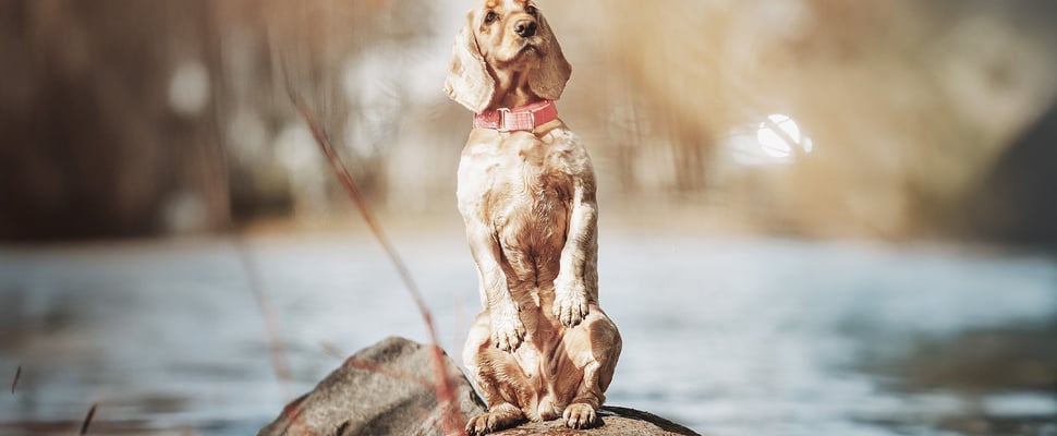 Cocker Spaniel with summer cut standing on rock