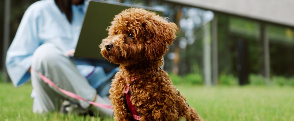 maltipoo sitting with harness and lead outside in front of owner on laptop