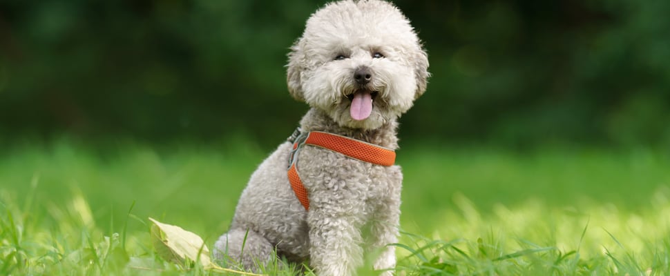 maltipoo sitting on grass with tongue out and orange harness