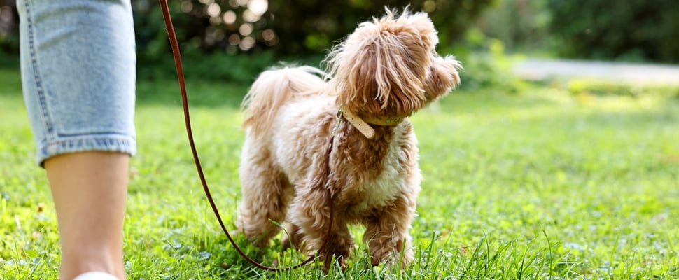 A cavapoo standing on grass.