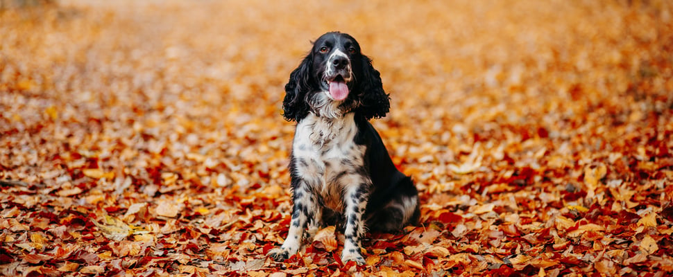 A black and white spotted springer spaniel sitting amongst orange leaves.