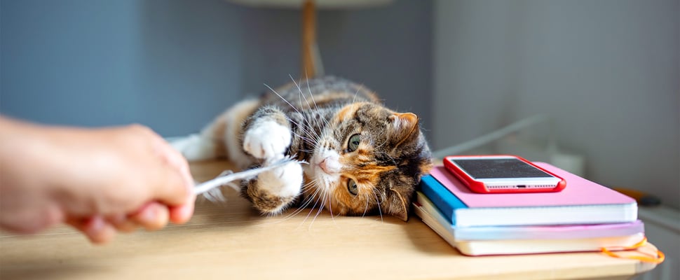 A cat playing.