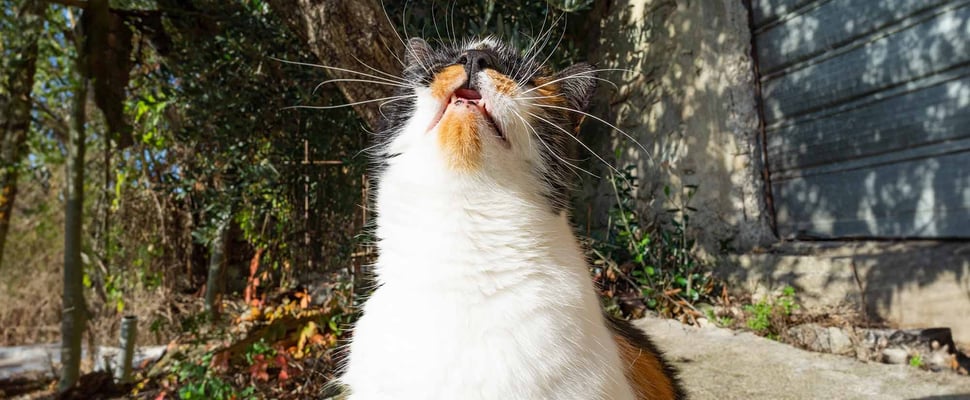 Cat on the verge of sneezing
