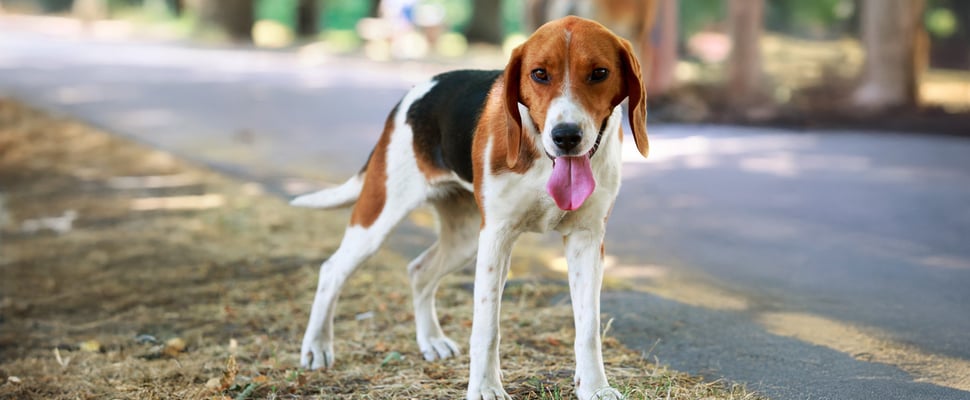 An American Foxhound standing by a road.