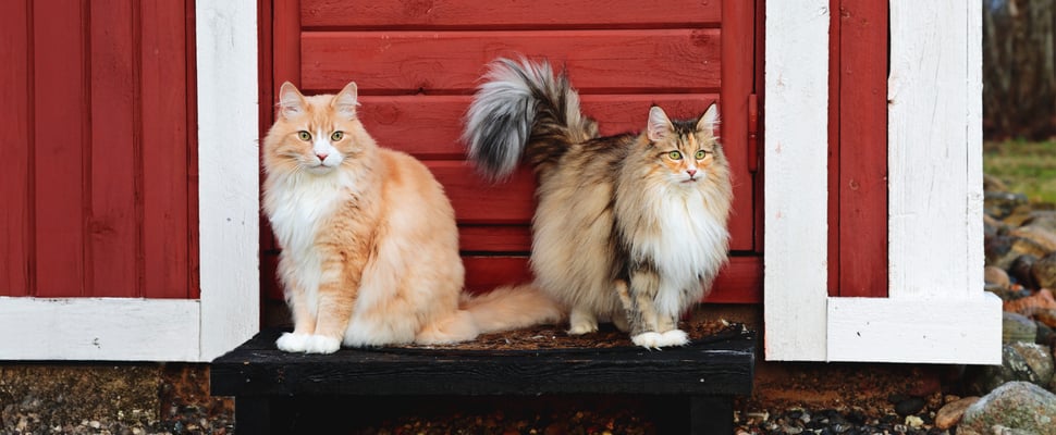 Two cats sitting outside of a red shed.