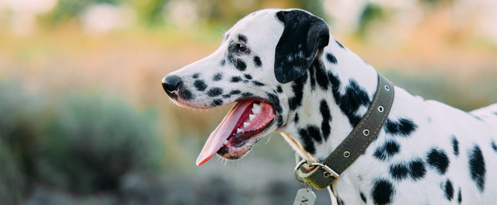 a dalmation wearing a collar