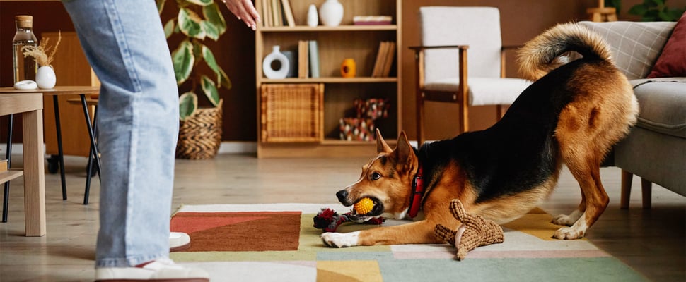 A large brown and black dog wanting to play.