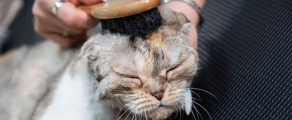cat getting head brushed