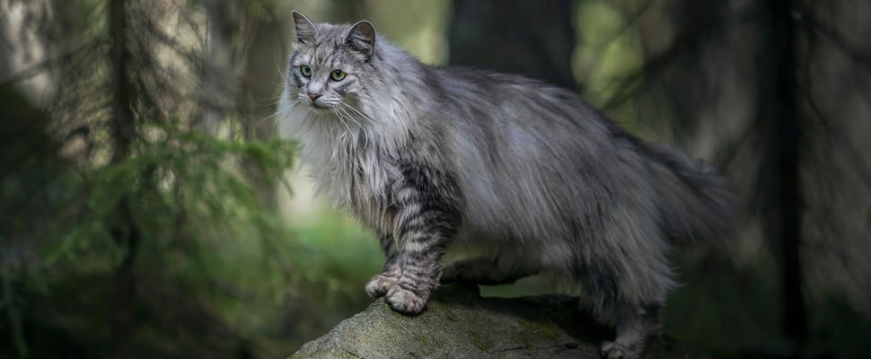 Norwegian forest cat standing on a rock in a forest