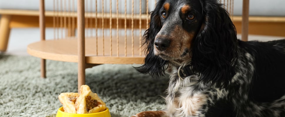 Cocker Spaniel lying on a rug in front of a yellow bowl of food