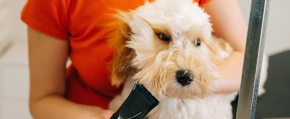 A labradoodle being groomed with hairdryer.