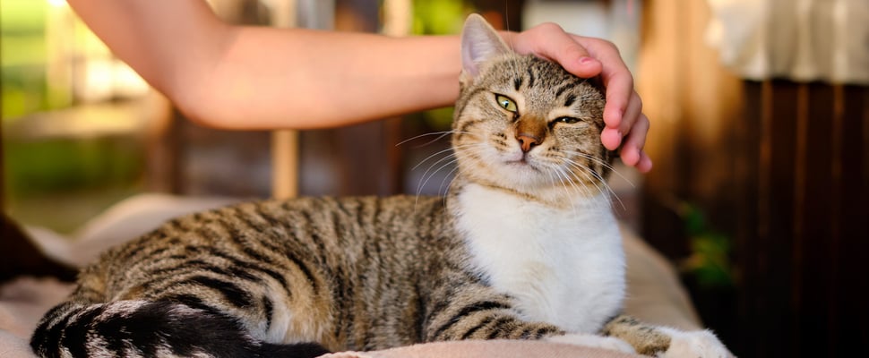 A cat being stroked.